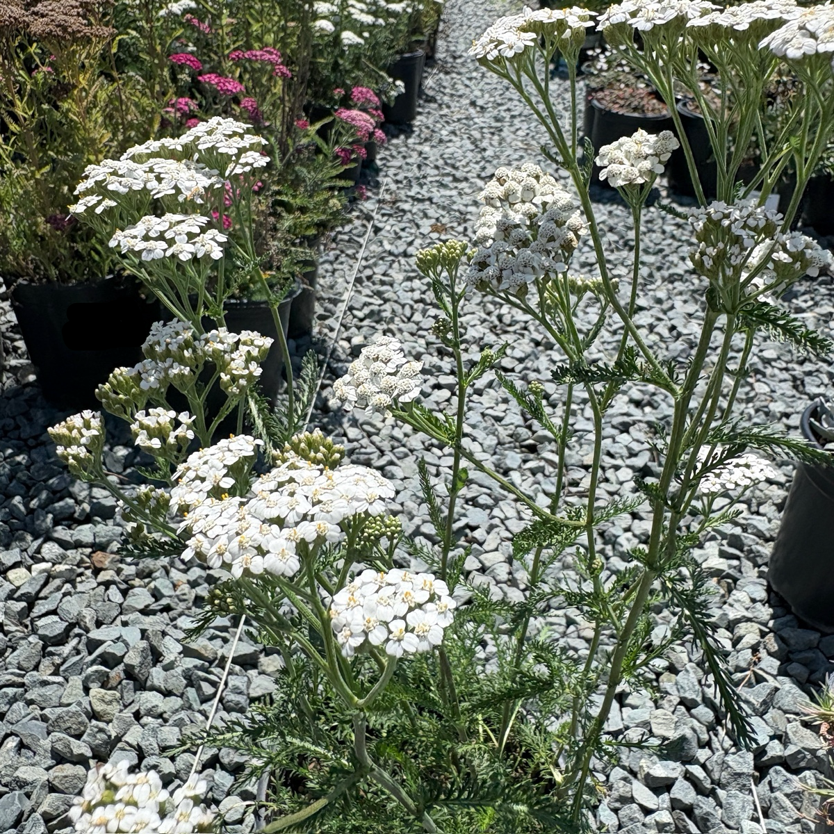 White Yarrow
