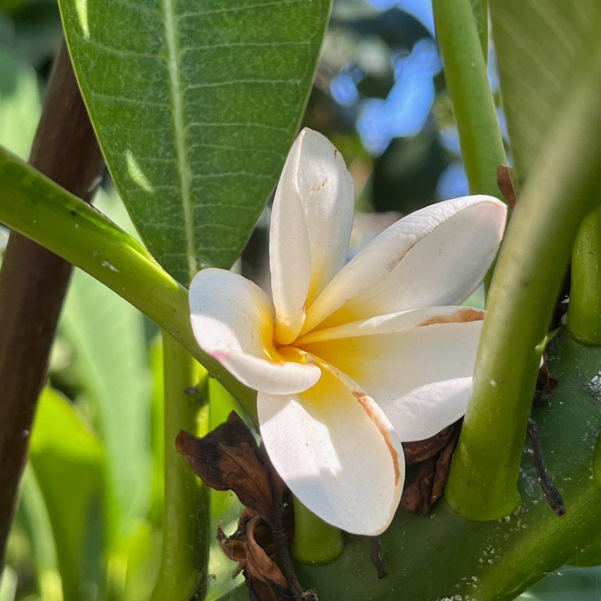 White Yellow  Plumeria