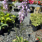 Wide Brim Plantam Lily