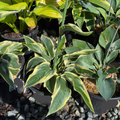 Wide Brim Plantam Lily
