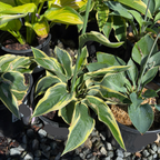 Wide Brim Plantam Lily