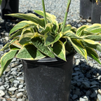 Wide Brim Plantam Lily