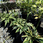 Wide Brim Plantam Lily