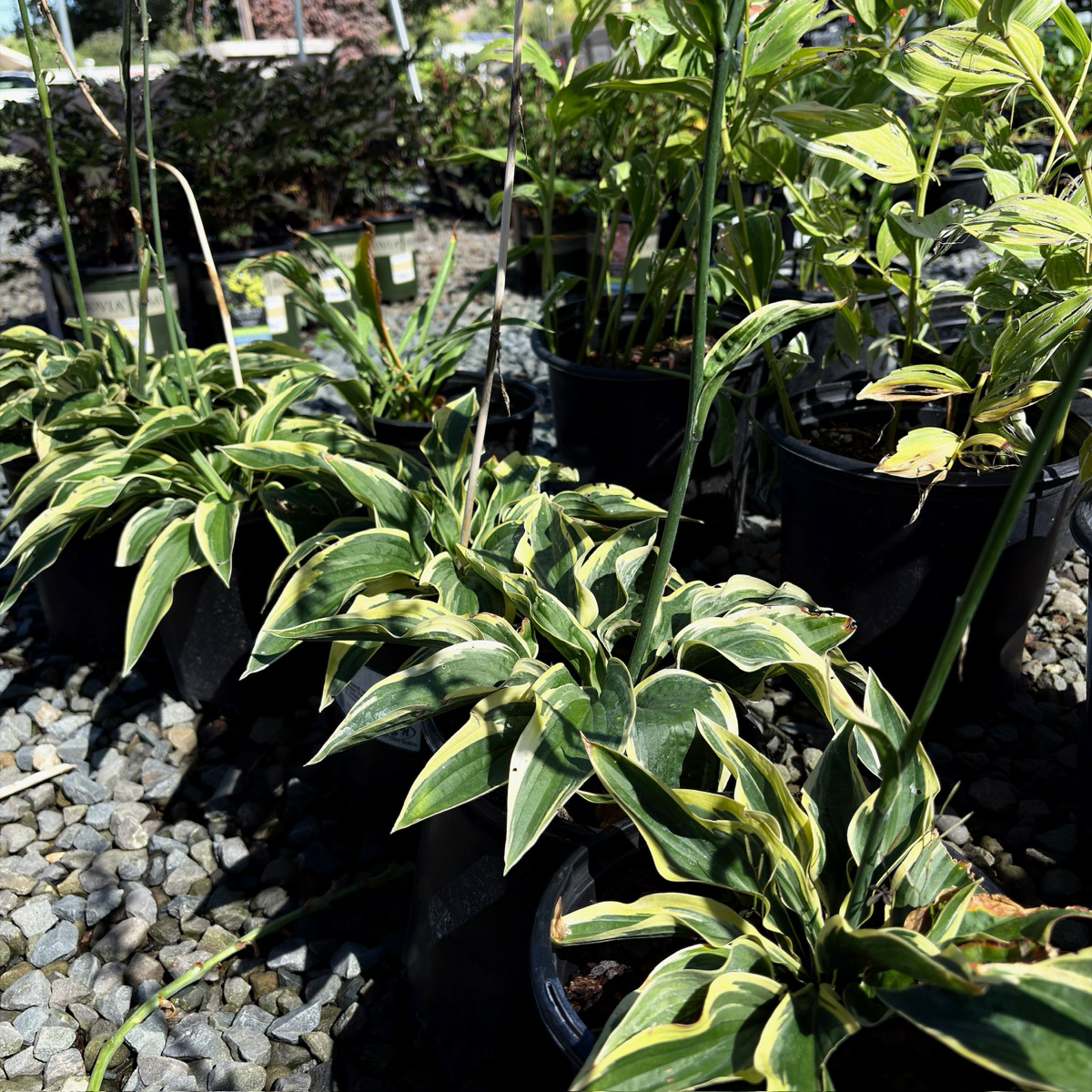 Wide Brim Plantam Lily
