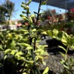 Wide Brim Plantam Lily