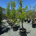 Willow Oak