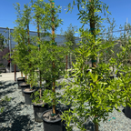 Willow Oak