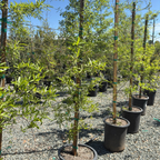 Willow Oak
