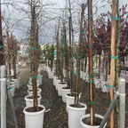 Willow Oak
