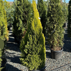 Potted Wilma Goldcrest Monterey Cypress  trees in a nursery setting