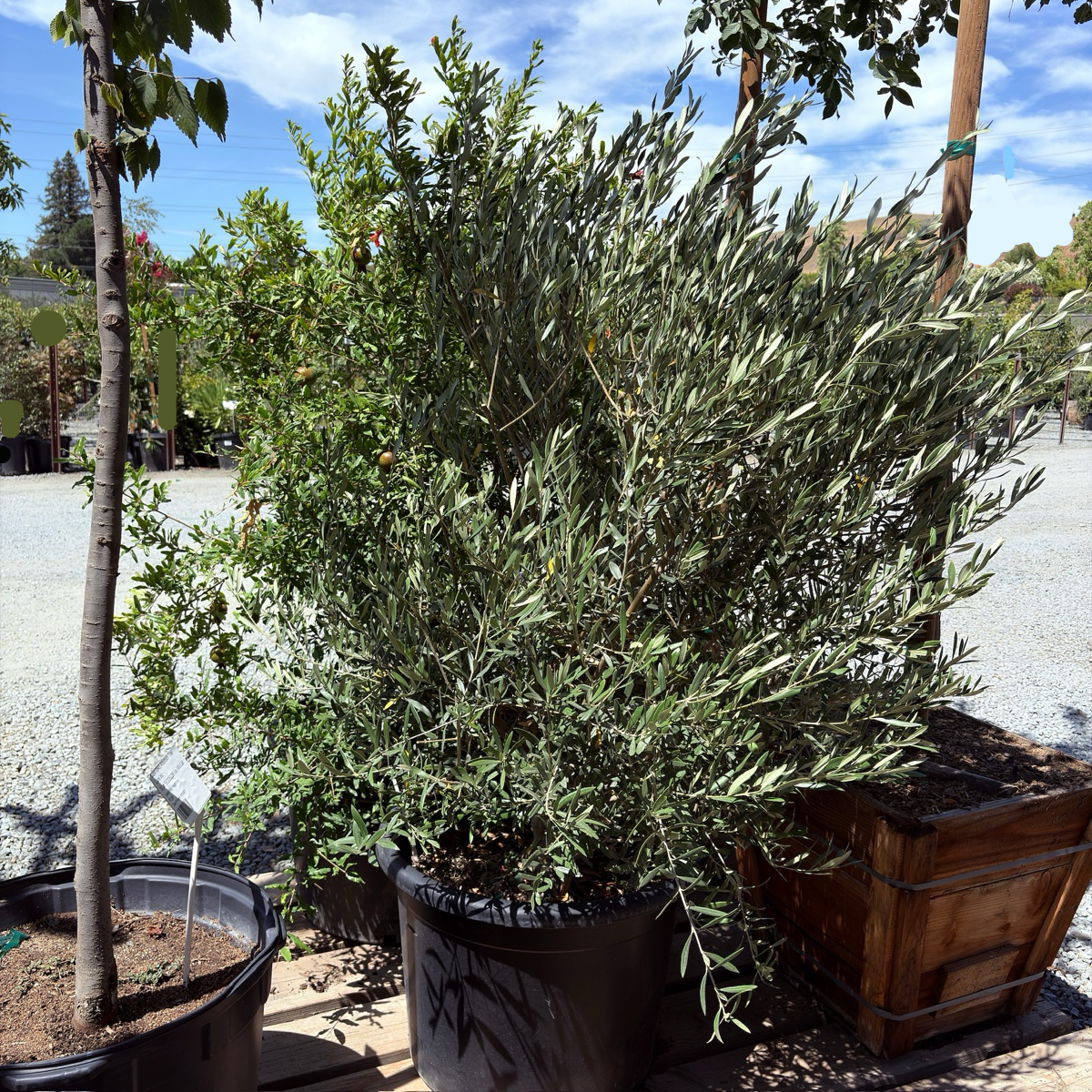 Wilsonii Olive
