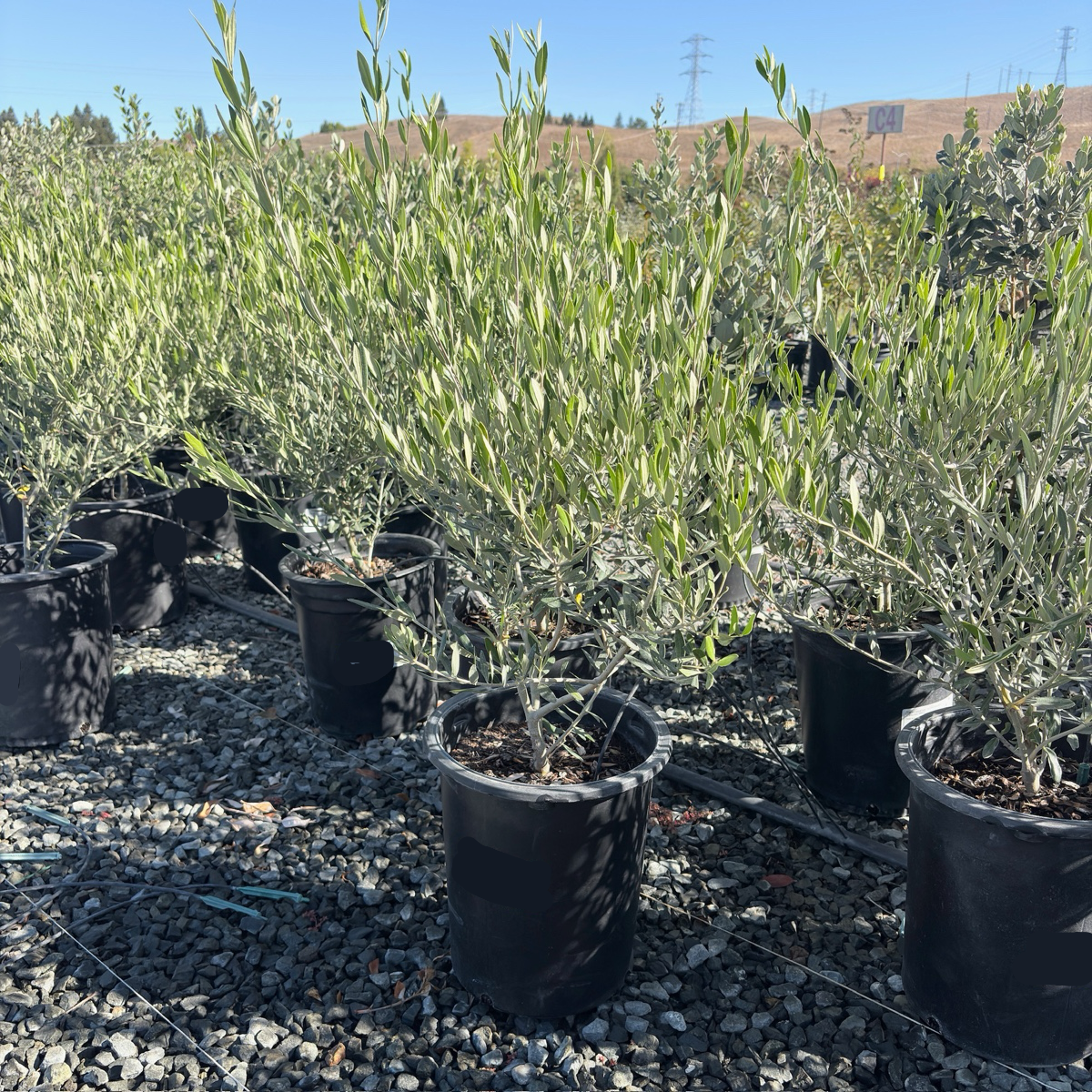 Wilsonii Olive Tree