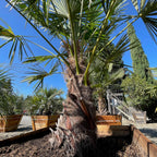 WindmillI Palm
