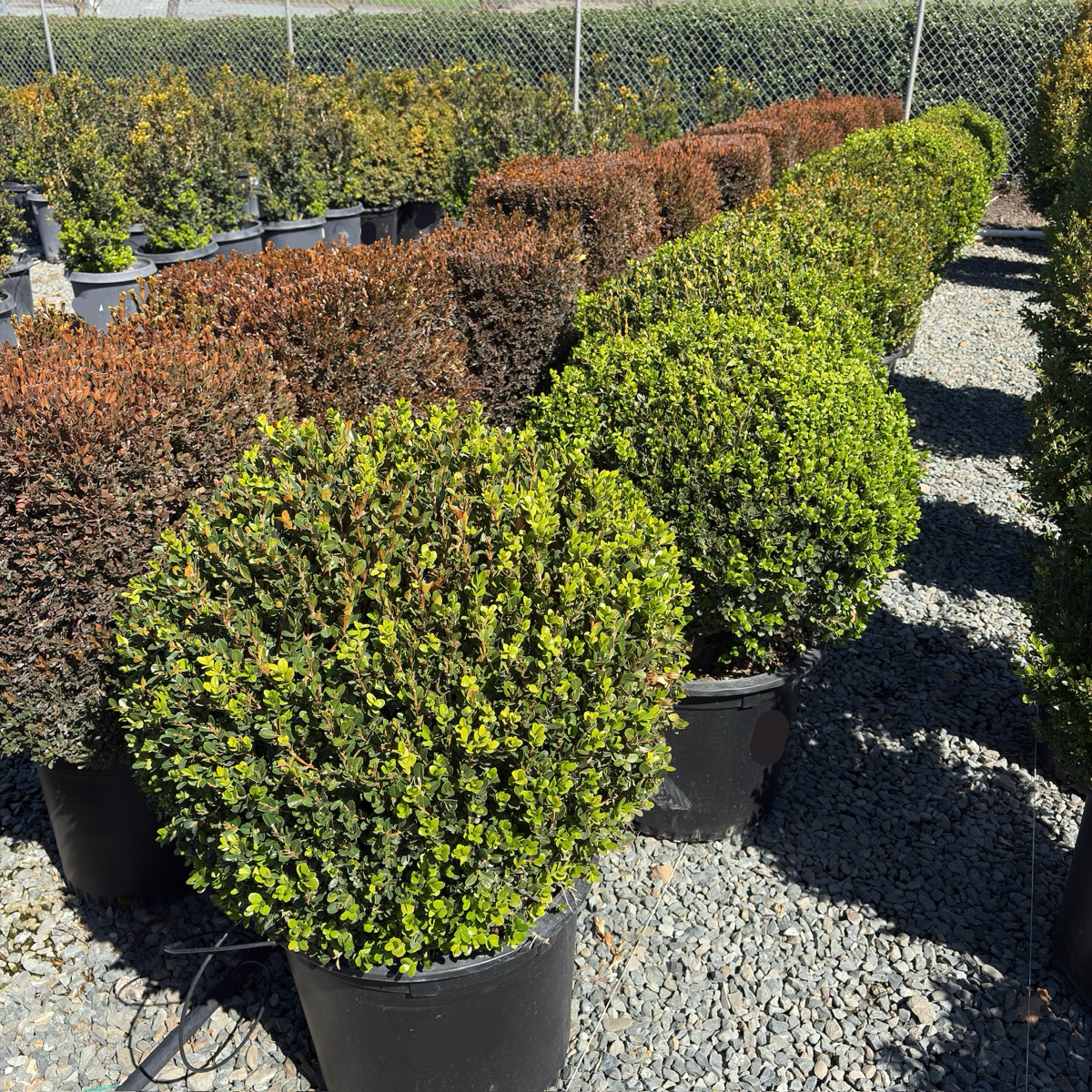 Winter Gem Boxwood