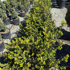 Winter Gem Boxwood