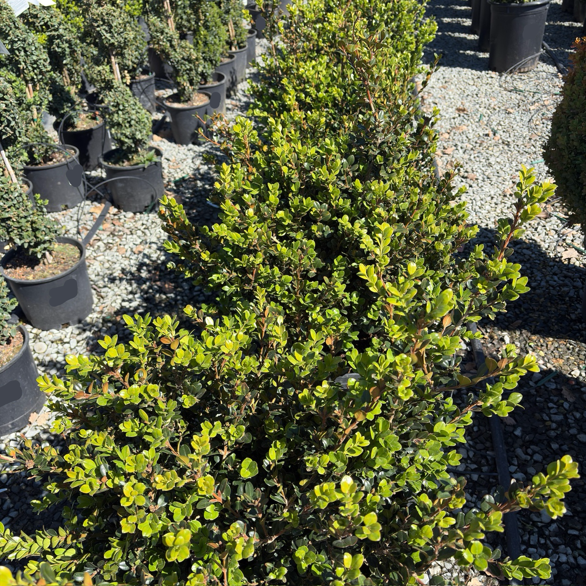 Winter Gem Boxwood