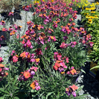 Winter Orchid  Wallflower