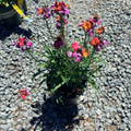 Winter Orchid  Wallflower