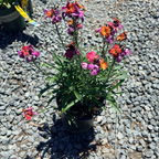 Winter Orchid  Wallflower