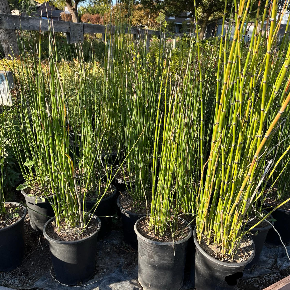 Potted Winter Scouring Rush with green stems in a garden setting
