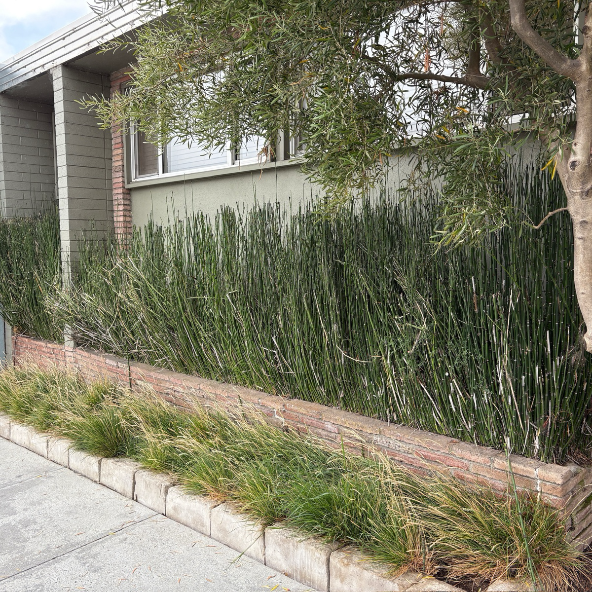Tall Winter Scouring Rush growing against a house with a brick wall.