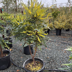 Winter Sun Hybrid Mahonia