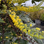 Winter Sun Hybrid Mahonia