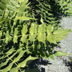 Winter Sun Hybrid Mahonia