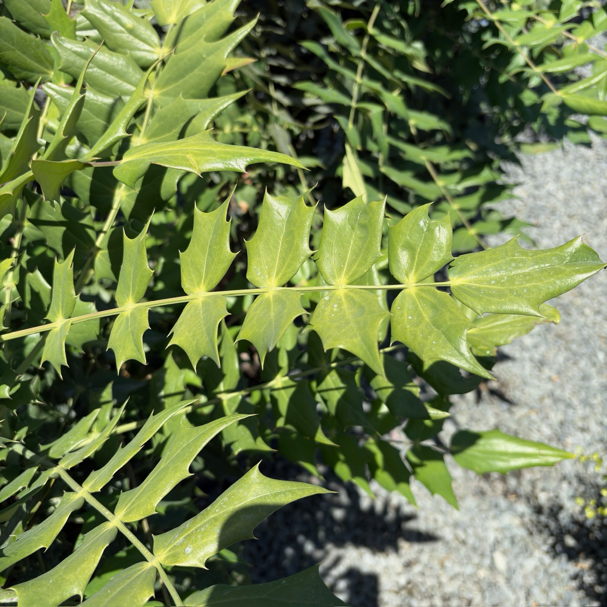 Winter Sun Hybrid Mahonia