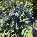 Winter Sun Hybrid Mahonia