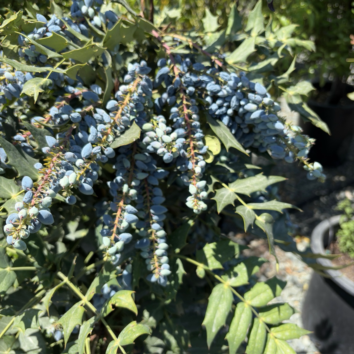 Winter Sun Hybrid Mahonia