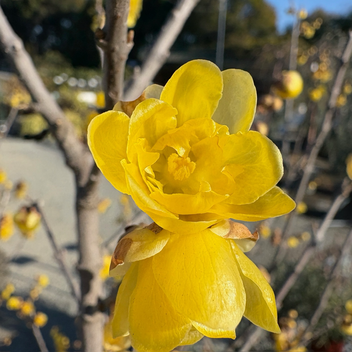 Close-up of a bright yellow Wintersweet flower with a blurred natural background
