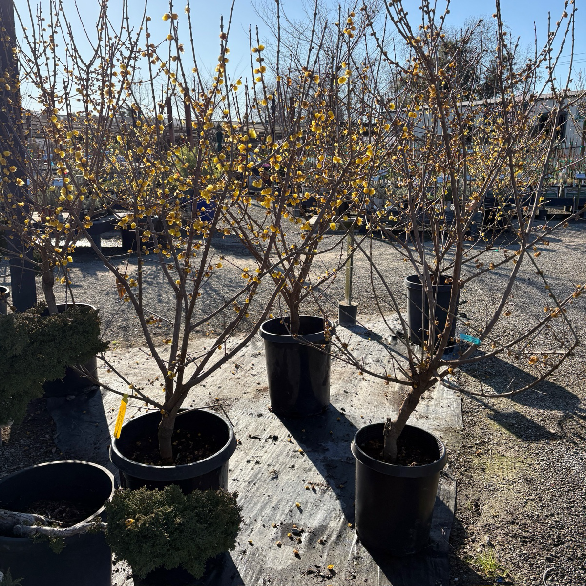 Row of potted Wintersweet plants with yellow flowers in a nursery setting