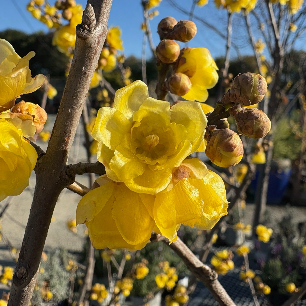 Close-up of yellow flowers Wintersweet with buds on a branch against a blurred natural background