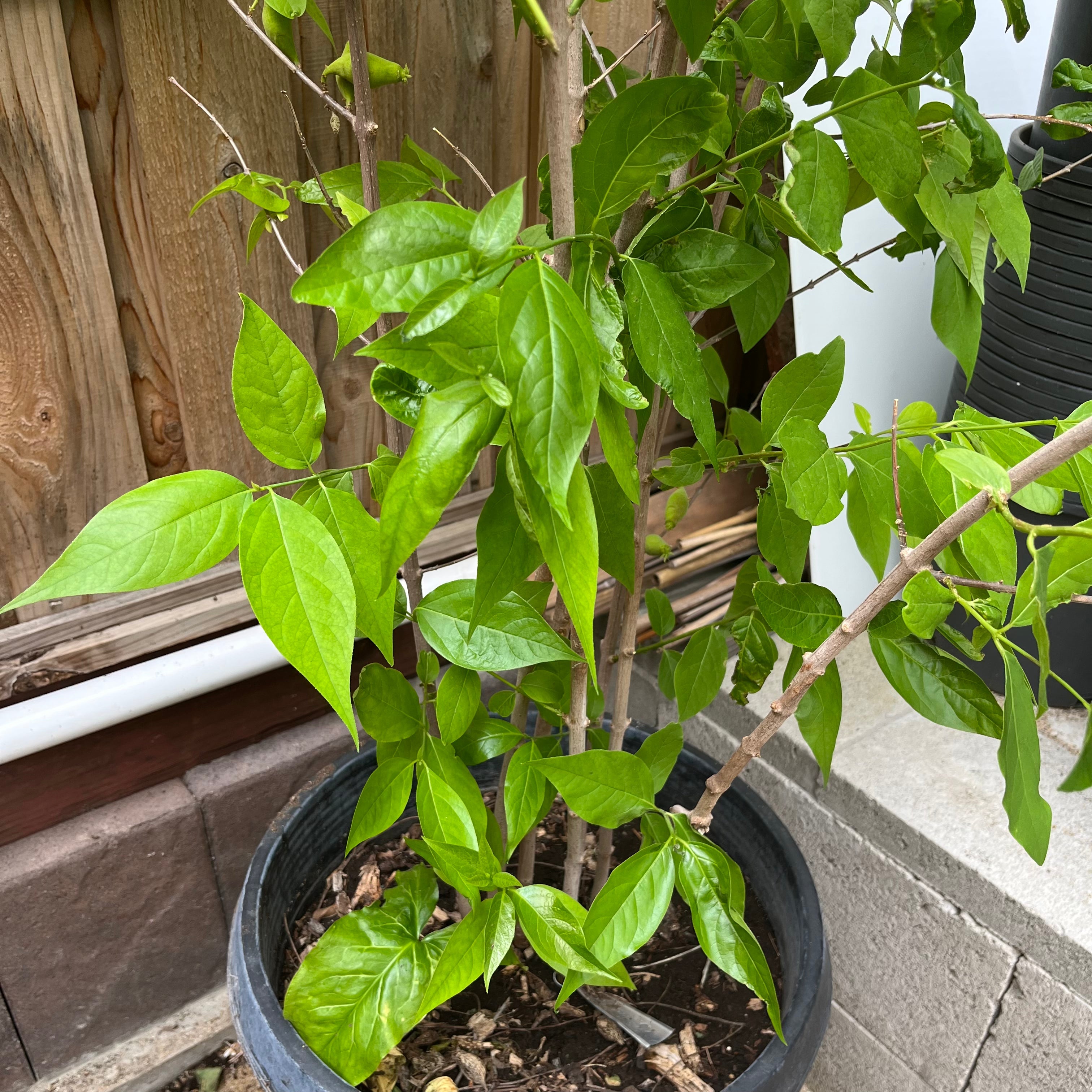 Potted Wintersweet plant with green leaves against a wooden fence and concrete wall.