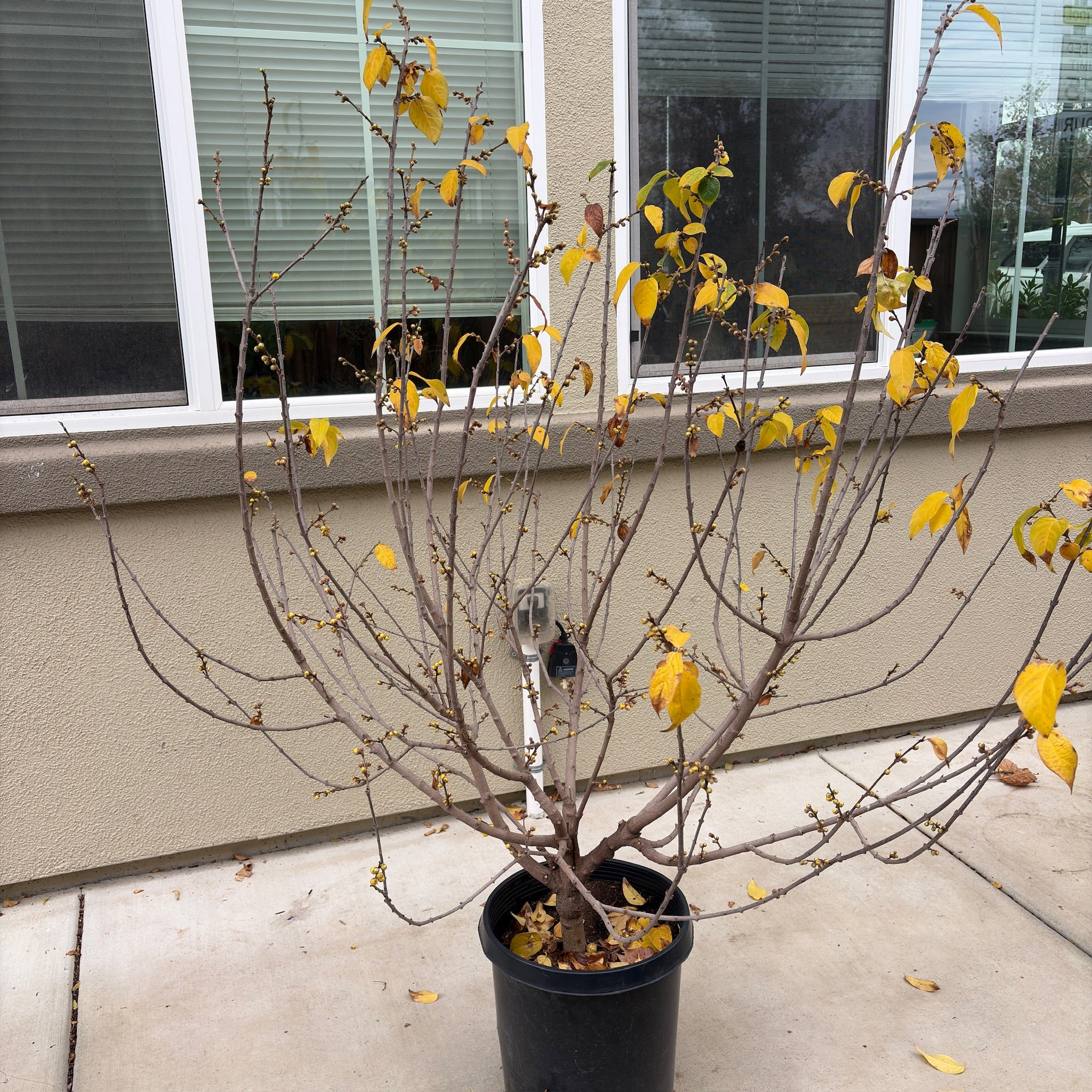 Potted Wintersweet shrub with yellow leaves in front of a building with large windows.