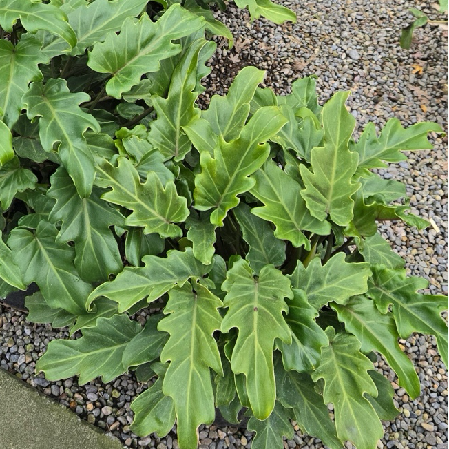 Winterbourn philodendron on a gravel surface