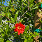 Wonderful Pomegranate