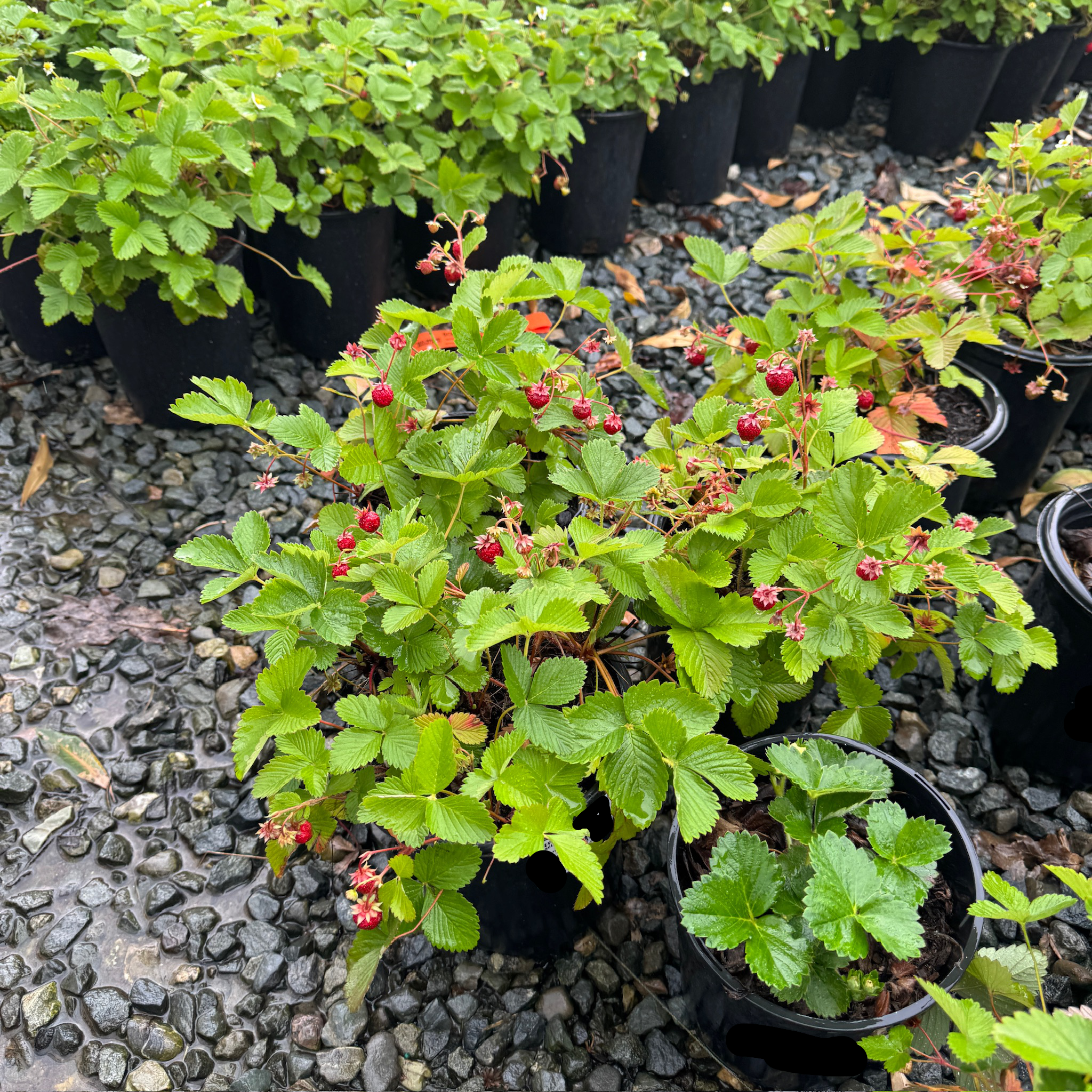 Woodland Strawberry