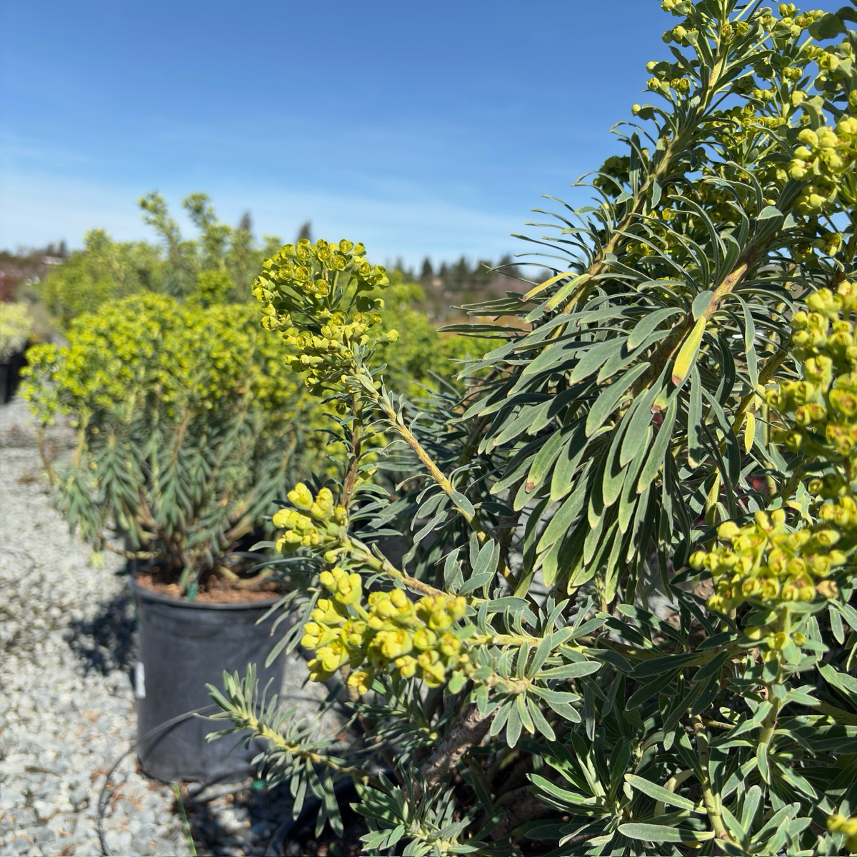 Wulf Spurge