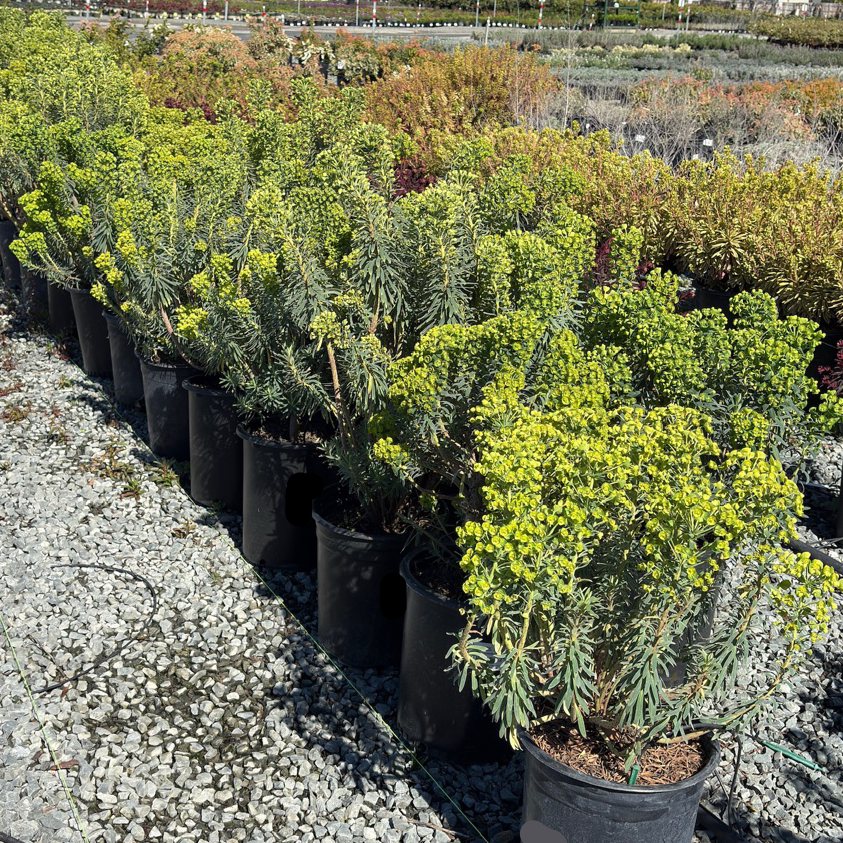 Wulf Spurge