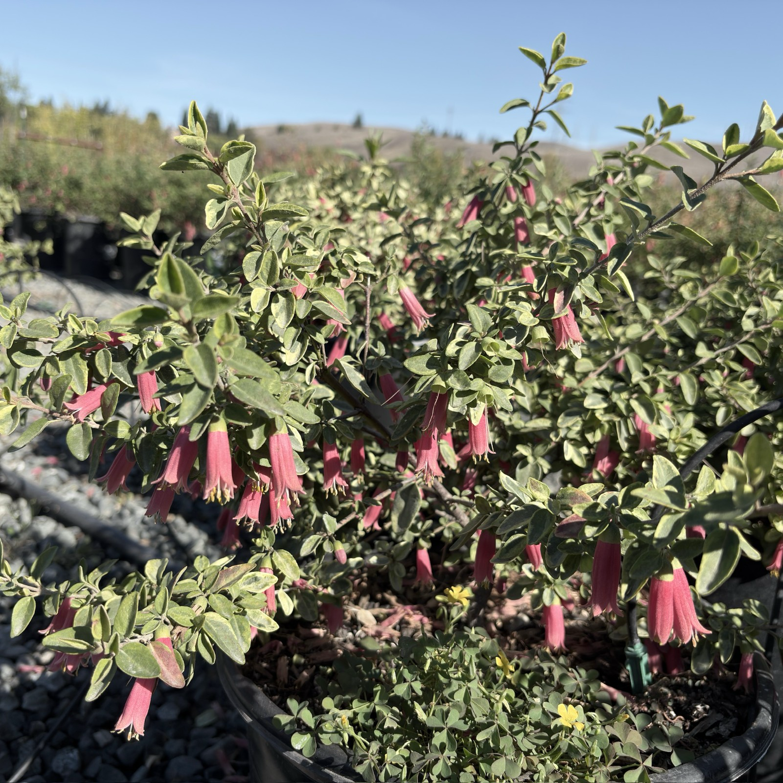 Wyn's Wonder Australian Fuchsia