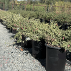 Wyn's Wonder Australian Fuchsia