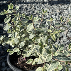 Wyn's Wonder Australian Fuchsia