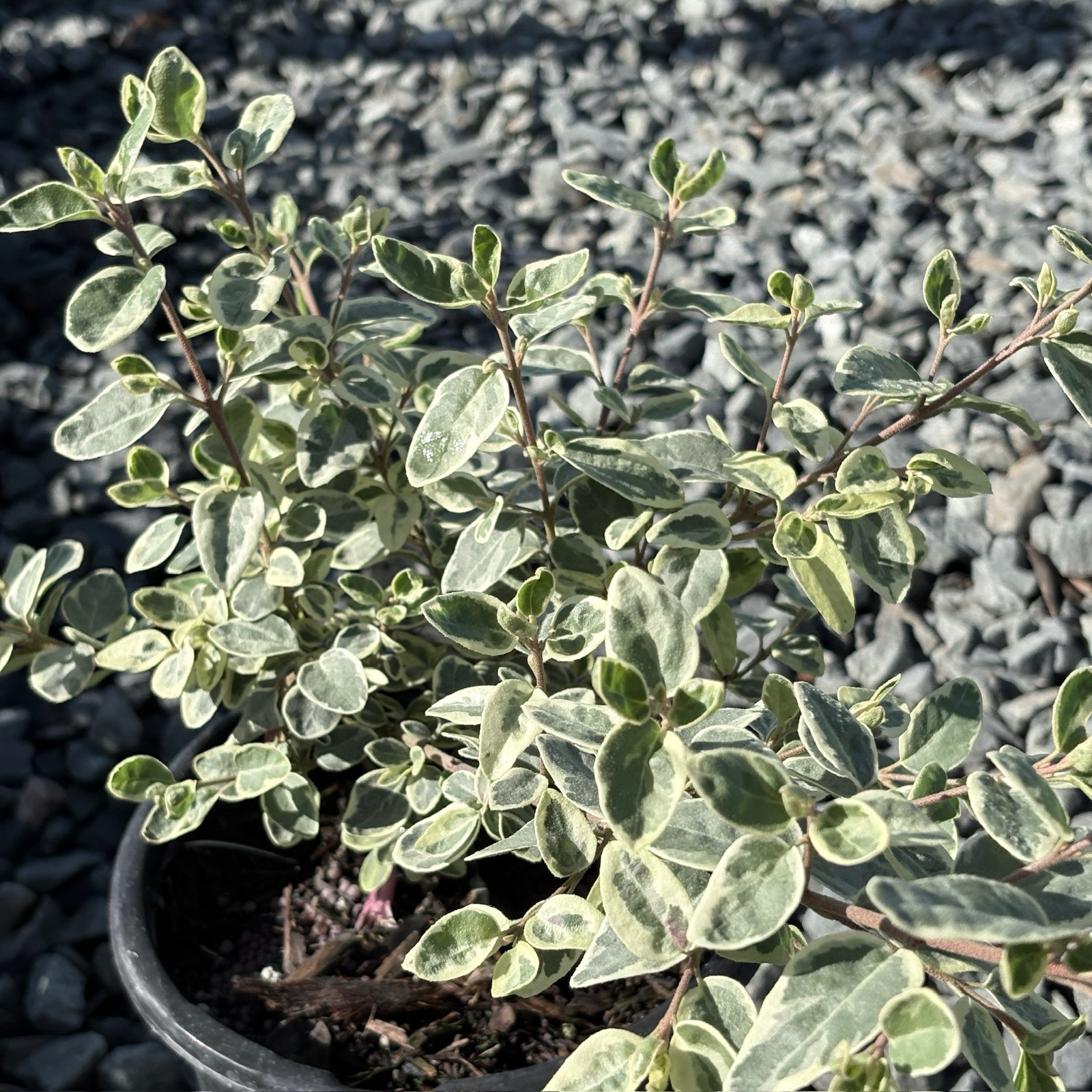 Wyn's Wonder Australian Fuchsia