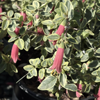 Wyn's Wonder Australian Fuchsia