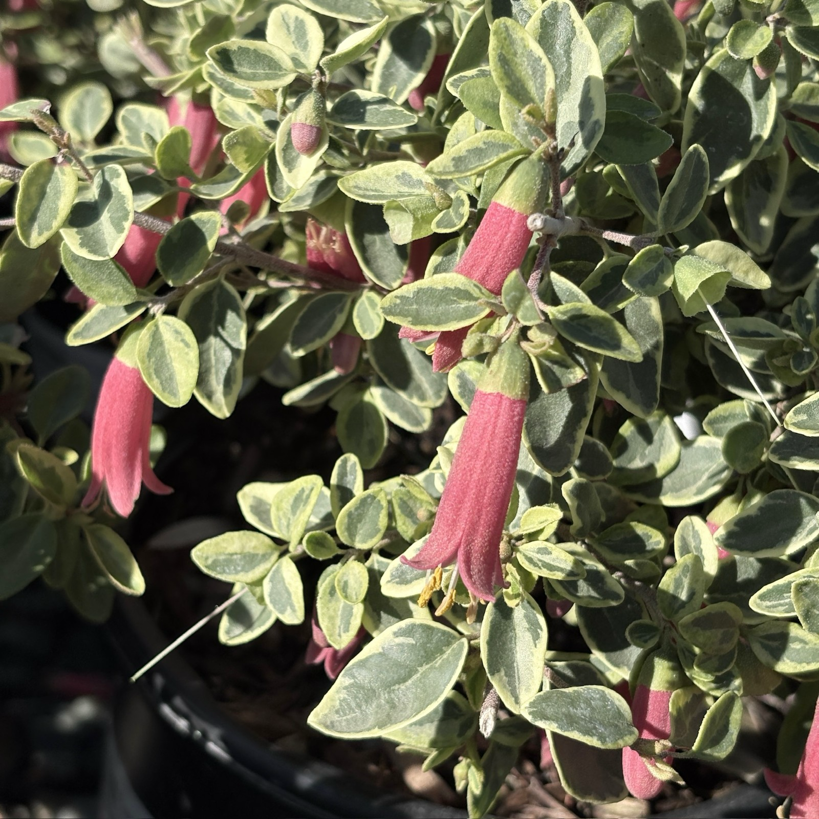 Wyn's Wonder Australian Fuchsia