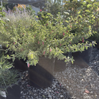 Wyn's Wonder Australian Fuchsia