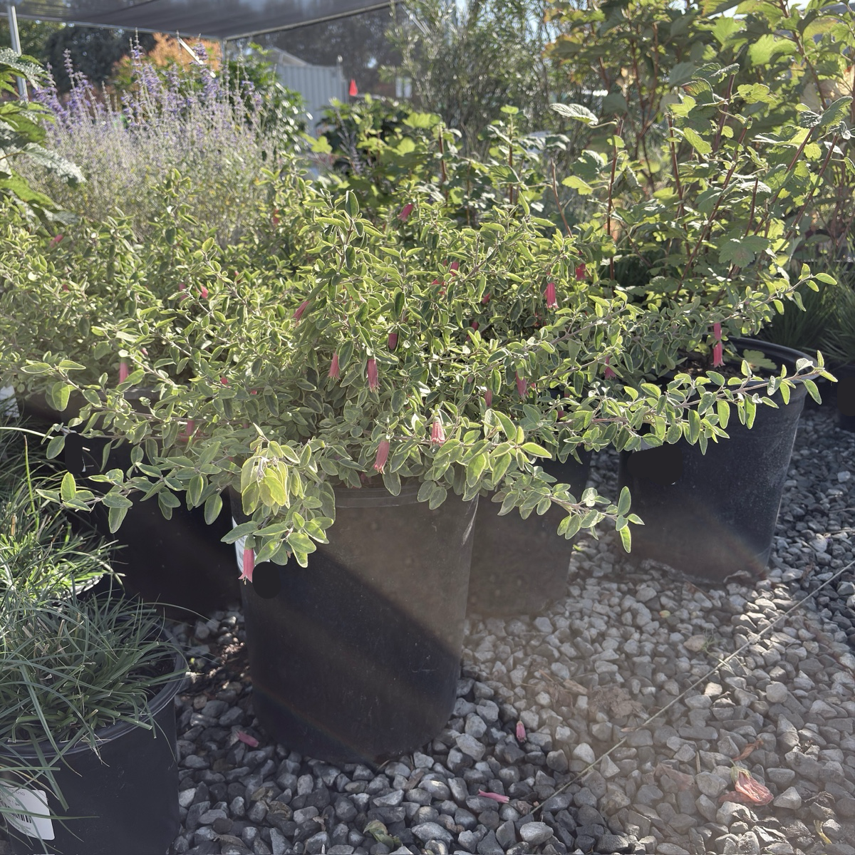 Wyn's Wonder Australian Fuchsia