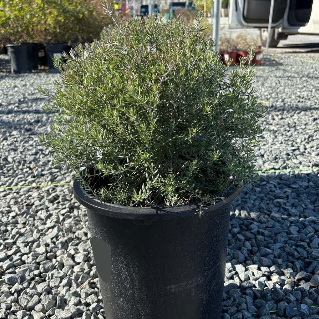 Wynyabbie Gem Coast Rosemary